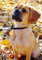 Puggle_small hybrid dogs