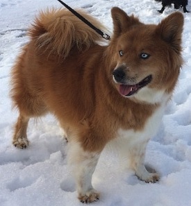 Top 10 Large Hybrid Dogs - Chusky