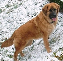 Top 10 Large Hybrid Dogs - Golden Saint