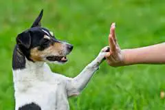 Can you teach an old dog new tricks? Tips for training an older dog featured on the Pet Parade animal blog hop