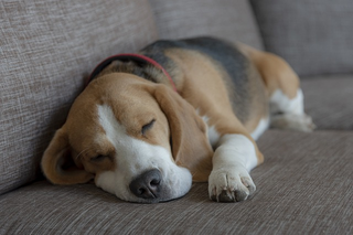Short Haired Dogs You'll Fall In Love With - Dogsized Short Haired Dogs You'll Fall In Love With - Dogsized