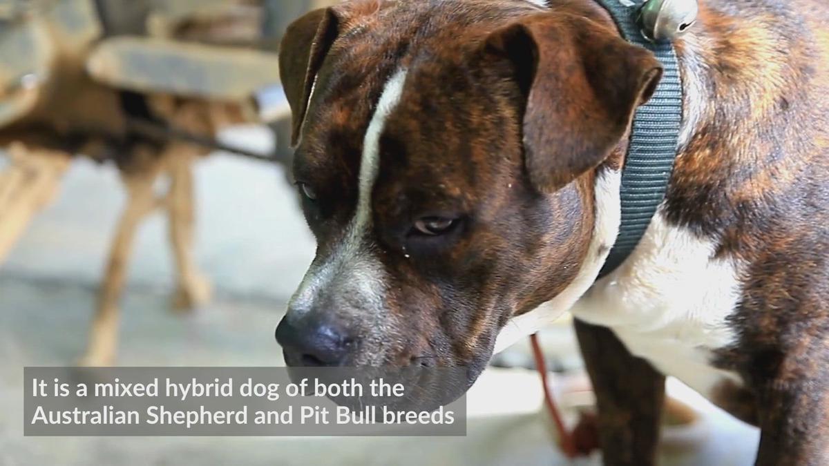 Pitbull Australian Shepherd