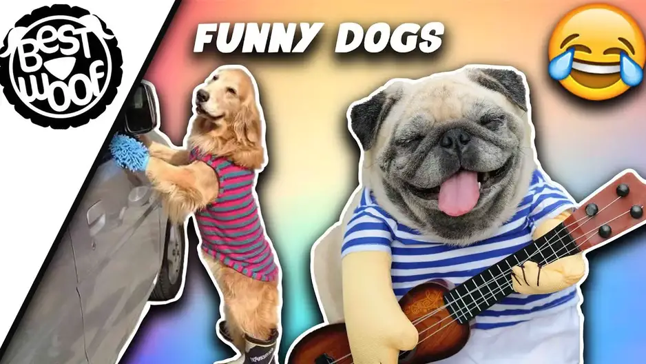 Funny Puppy Videos | Dogs Being Silly Compilation 2021 | BestWoof