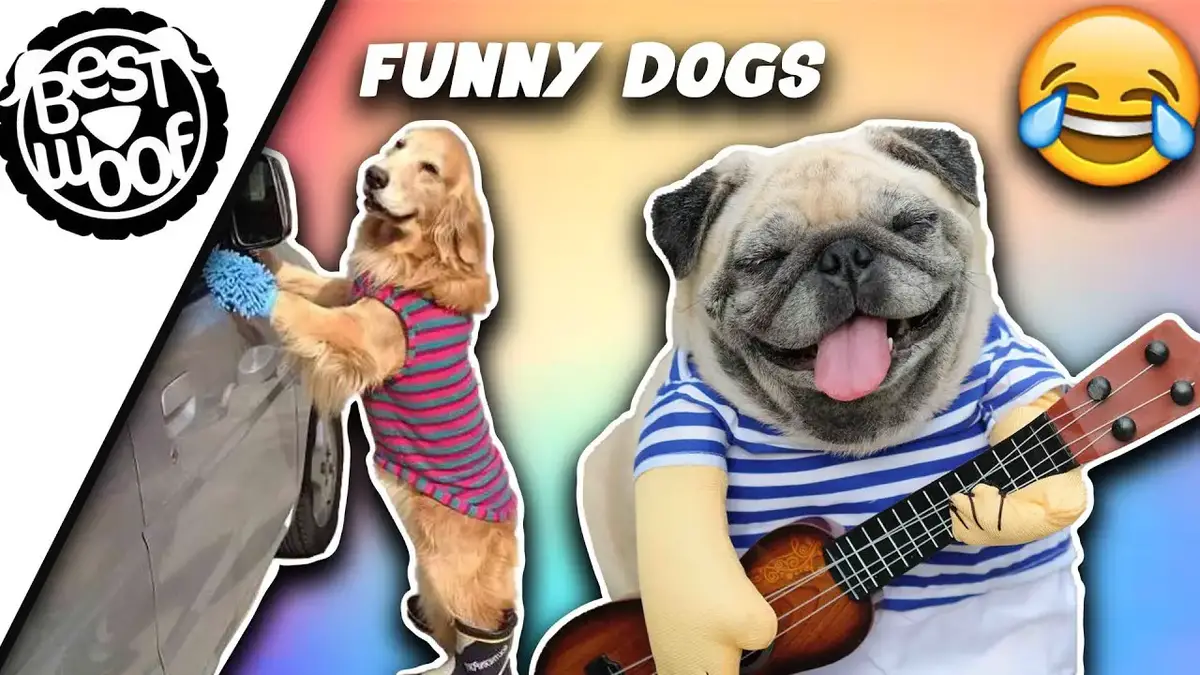 Funny Puppy Videos | Dogs Being Silly Compilation 2021 | BestWoof Funny Puppy Videos | Dogs Being Silly Compilation 2021 | BestWoof
