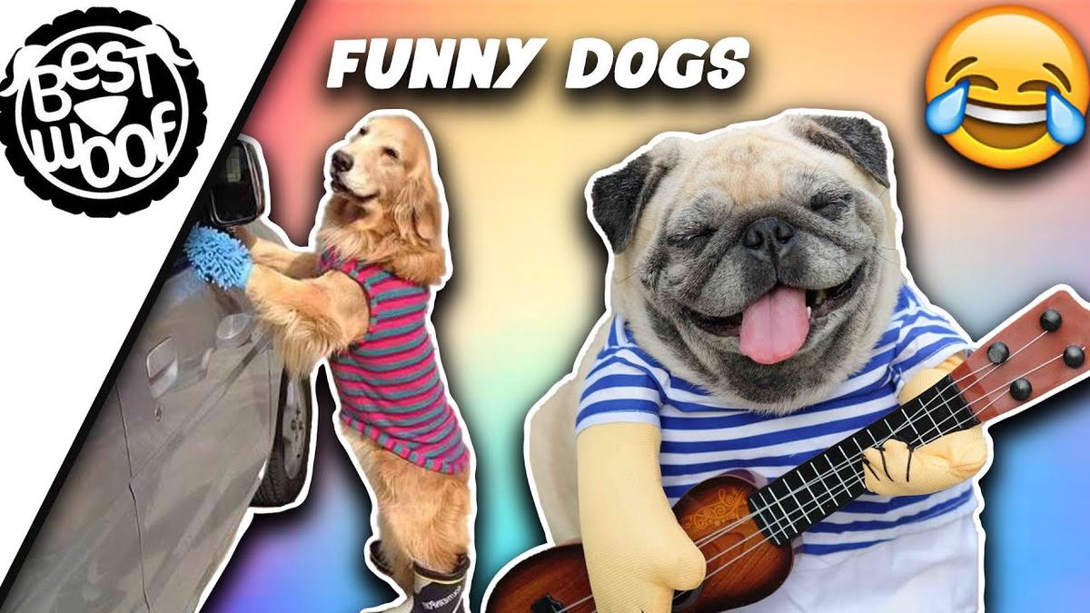 'Video thumbnail for Funny Puppy Videos | Dogs Being Silly Compilation 2021 | BestWoof'