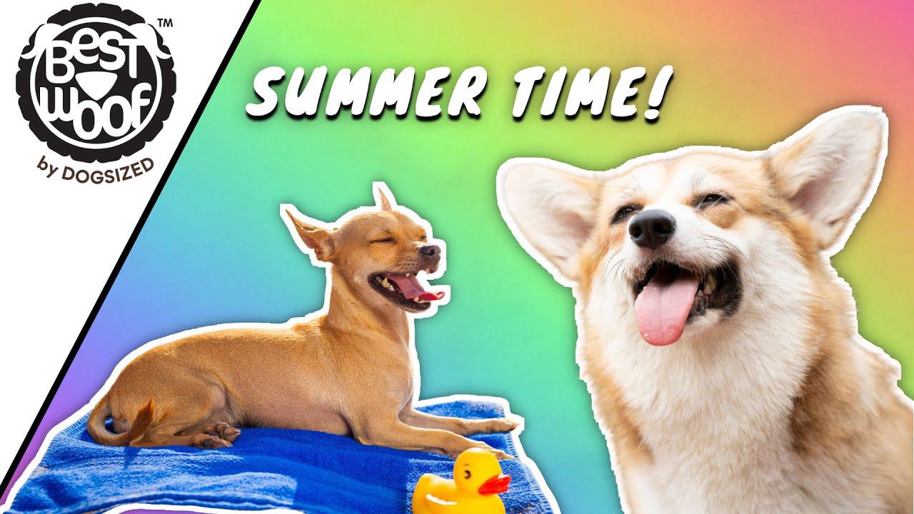 'Video thumbnail for Dogs Enjoying Summer | BestWoof'