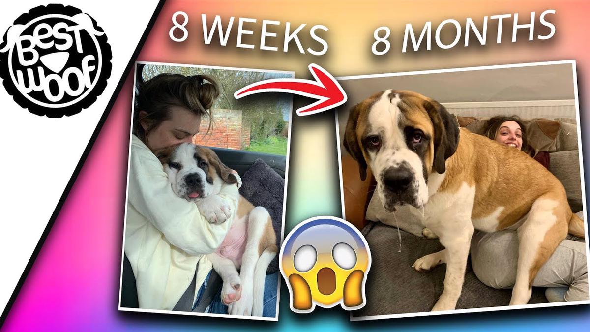 'Video thumbnail for Saint Bernard Puppy Growing Up (Duke's Growth Transformation) BestWoof'