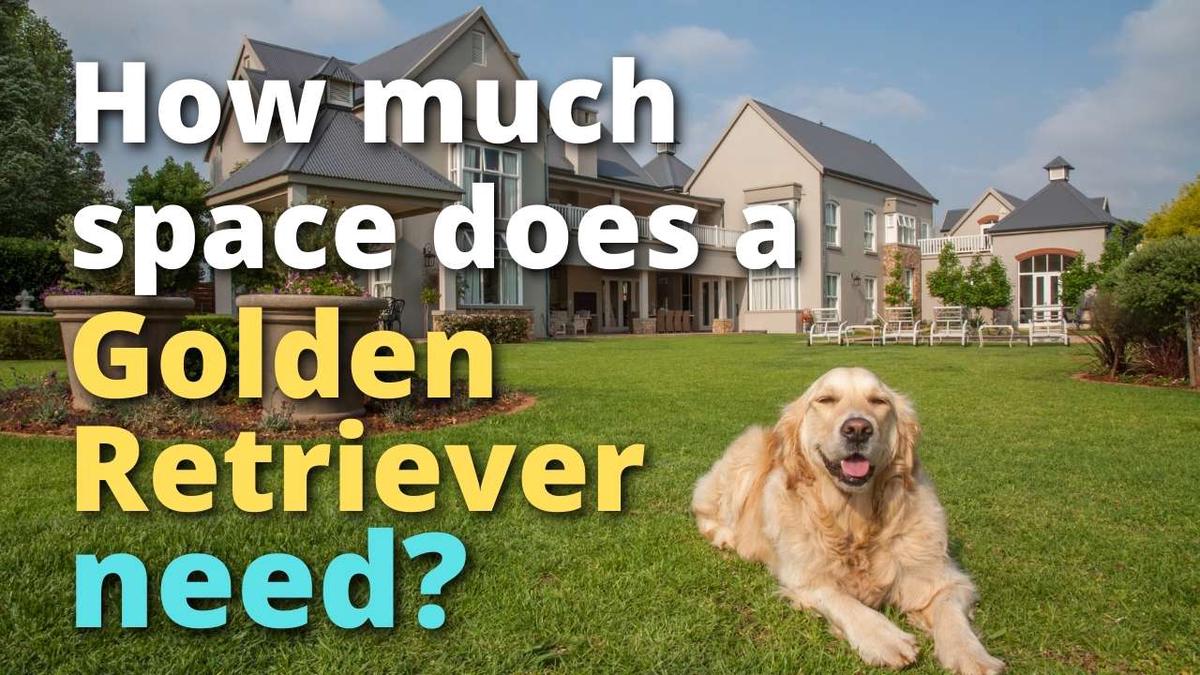 'Video thumbnail for How Much Space Does a Golden Retriever Need?'