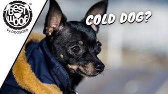 'Video thumbnail for Tips To Keep Even Small Dogs Warm When It's Cold |  Dog Tips | BestWoof'