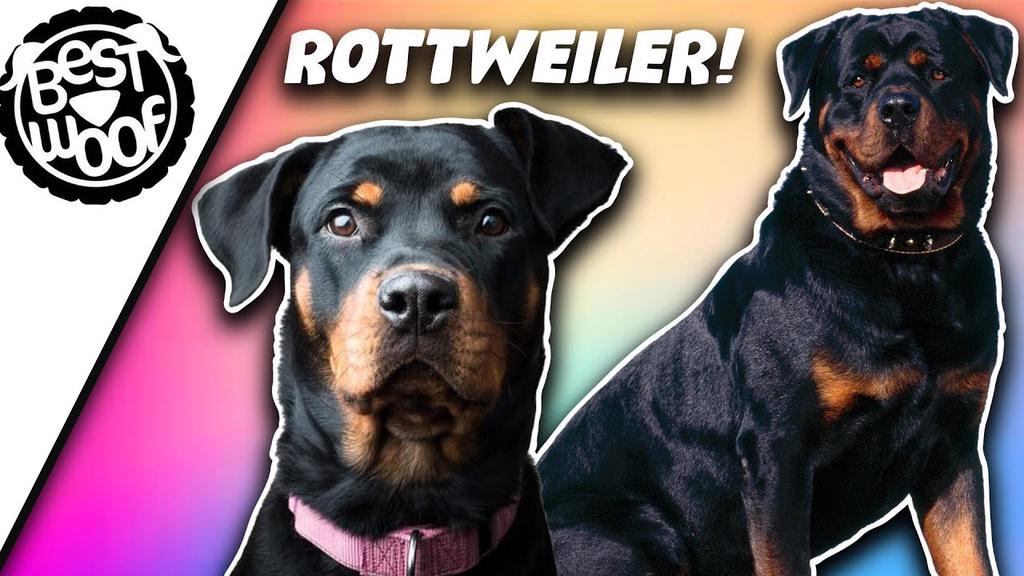 'Video thumbnail for Rottweiler Dog Compilation | Bestwoof'