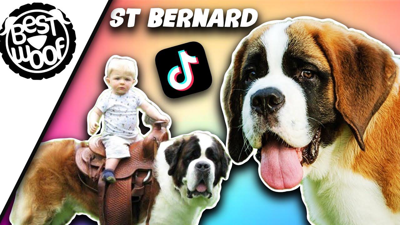 'Video thumbnail for St Bernard TikTok Video Compilation (Cute and Adorable Dogs 2021) BestWoof'