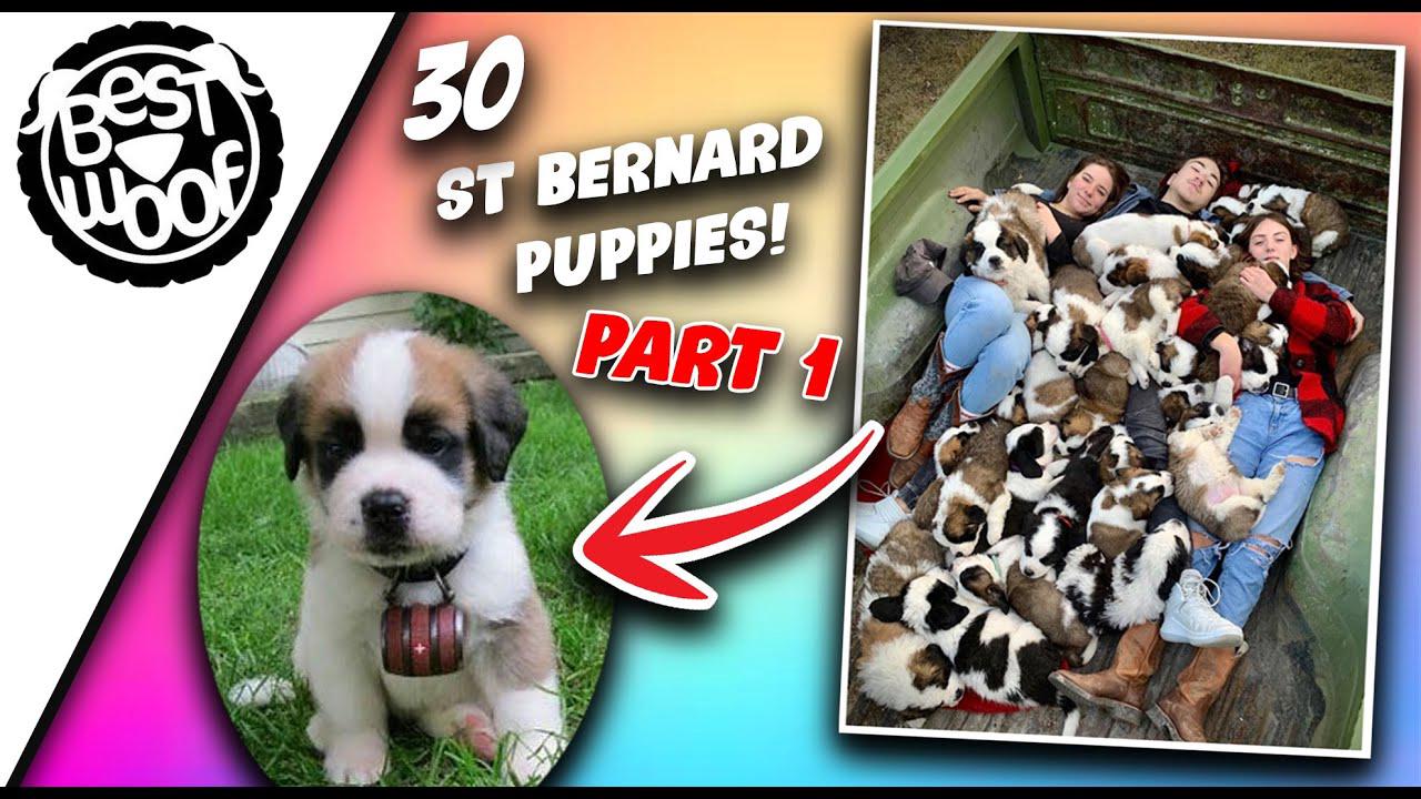 'Video thumbnail for 30 Adorable St Bernard Puppies (Part 1) | Cute Puppies Doing Funny Things | BestWoof'