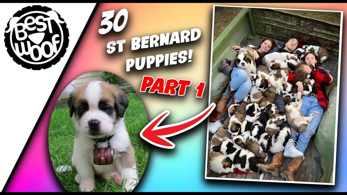 'Video thumbnail for 30 Adorable St Bernard Puppies (Part 1) | Cute Puppies Doing Funny Things | BestWoof'