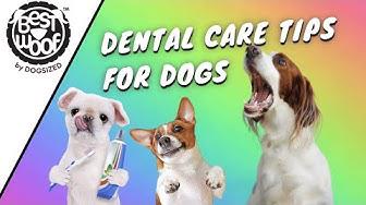 'Video thumbnail for How to Care For Your Dogs Teeth? | Dog Tips | BestWoof'