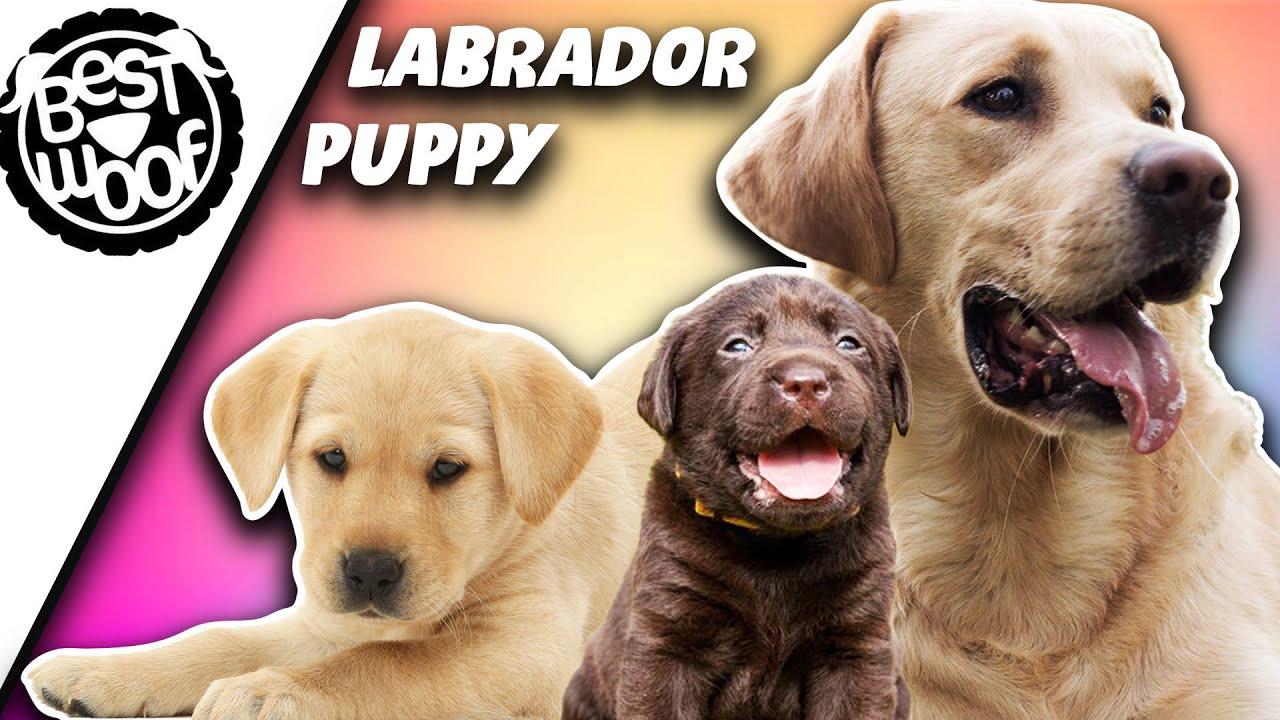 'Video thumbnail for Labrador Dog and Puppy Compilation 2021 | Funny Labrador Retriever | BestWoof'