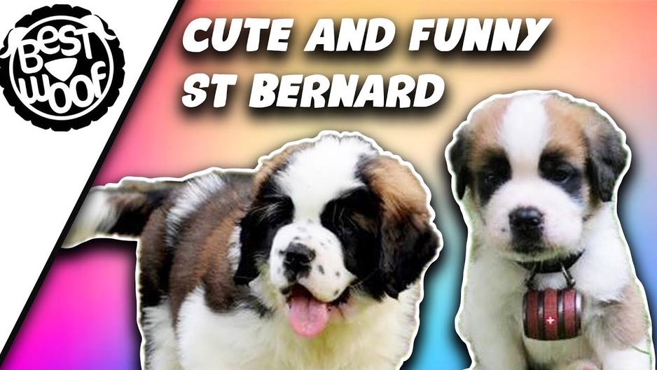 'Video thumbnail for Cute and Funny Saint Bernard Dog Compilation | BestWoof'