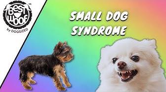 'Video thumbnail for Small Dog Syndrome | Dog Tips | BestWoof'