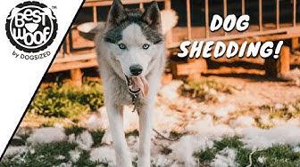 'Video thumbnail for How to handle Dog Shedding in Big Dog Breeds? | BestWoof'