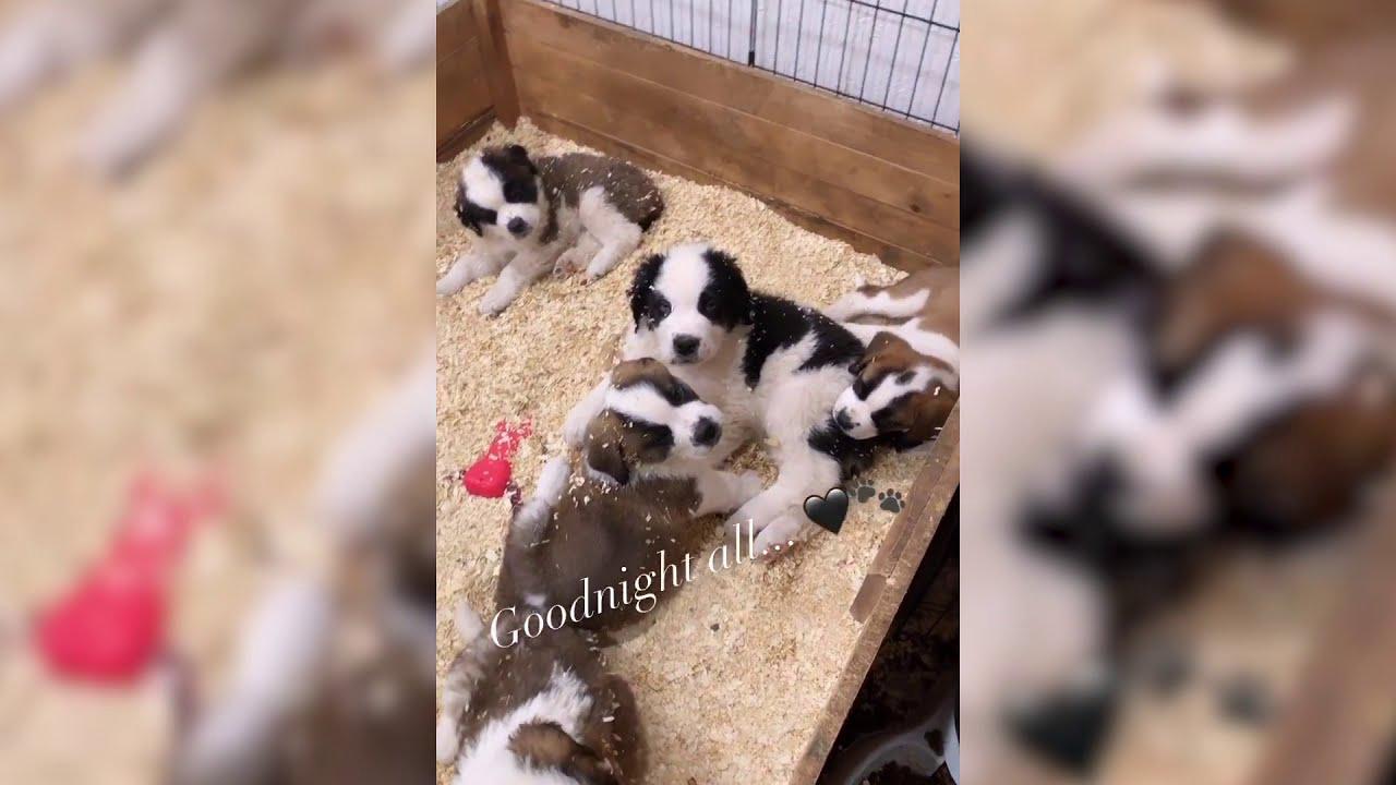 'Video thumbnail for 30 Adorable St Bernard Puppies (Part 3) | Cute Puppies Doing Funny Things | BestWoof'