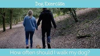 'Video thumbnail for How often should I walk my dog?'