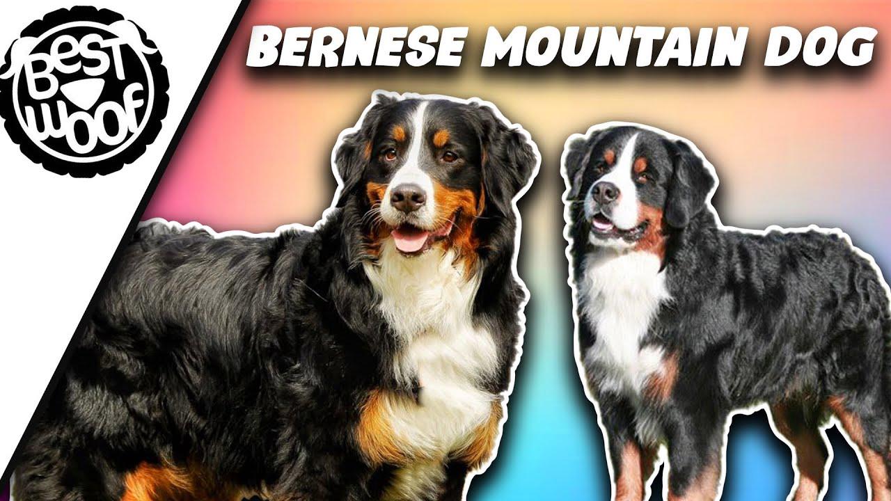 'Video thumbnail for Bernese Mountain Dog Video Compilation 2021 | Bestwoof'