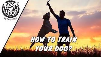 'Video thumbnail for Keys To Successful Dog Training | DOG TIPS | BestWoof'