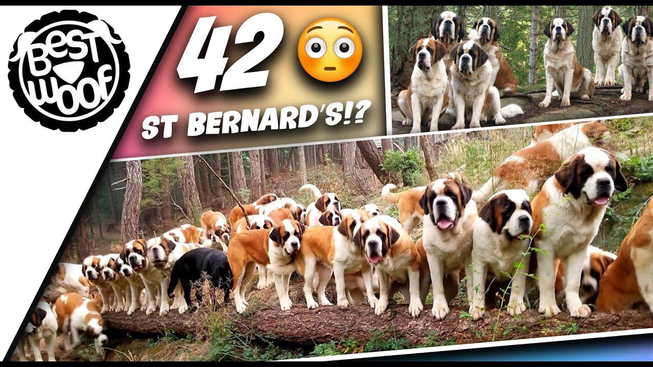 'Video thumbnail for St Bernard Dogs of Lasquite | Cutest St. Bernards Playing in the Water! | BestWoof'