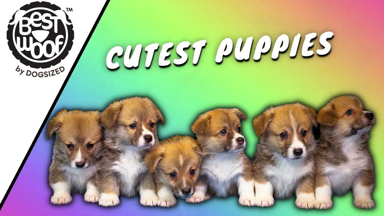 'Video thumbnail for Cutest Puppies in the World | BestWoof'