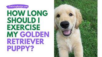 'Video thumbnail for How Long Should I Exercise My Golden Retriever Puppy?'