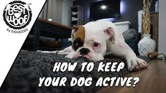 'Video thumbnail for How to Keep Your Dog Active | Dog Tips | BestWoof'