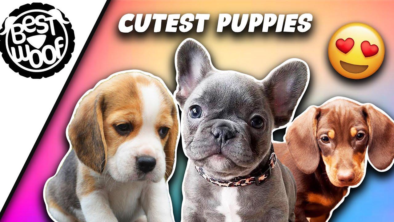'Video thumbnail for The Cutest Puppies in the World | Cute Puppy Compilation 2021 | BestWoof'
