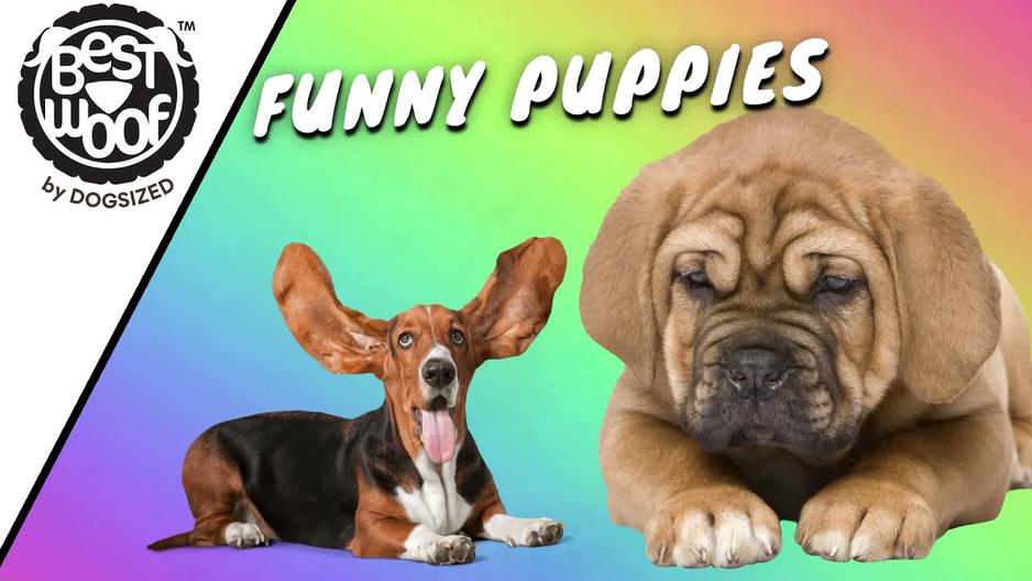 'Video thumbnail for Cute and Funny Puppies 2 | BestWoof'