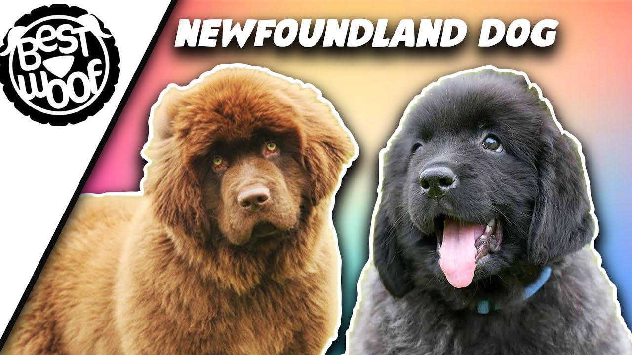 'Video thumbnail for Newfoundland Dog Compilation | Funny Newfie Dog Videos | Bestwoof'