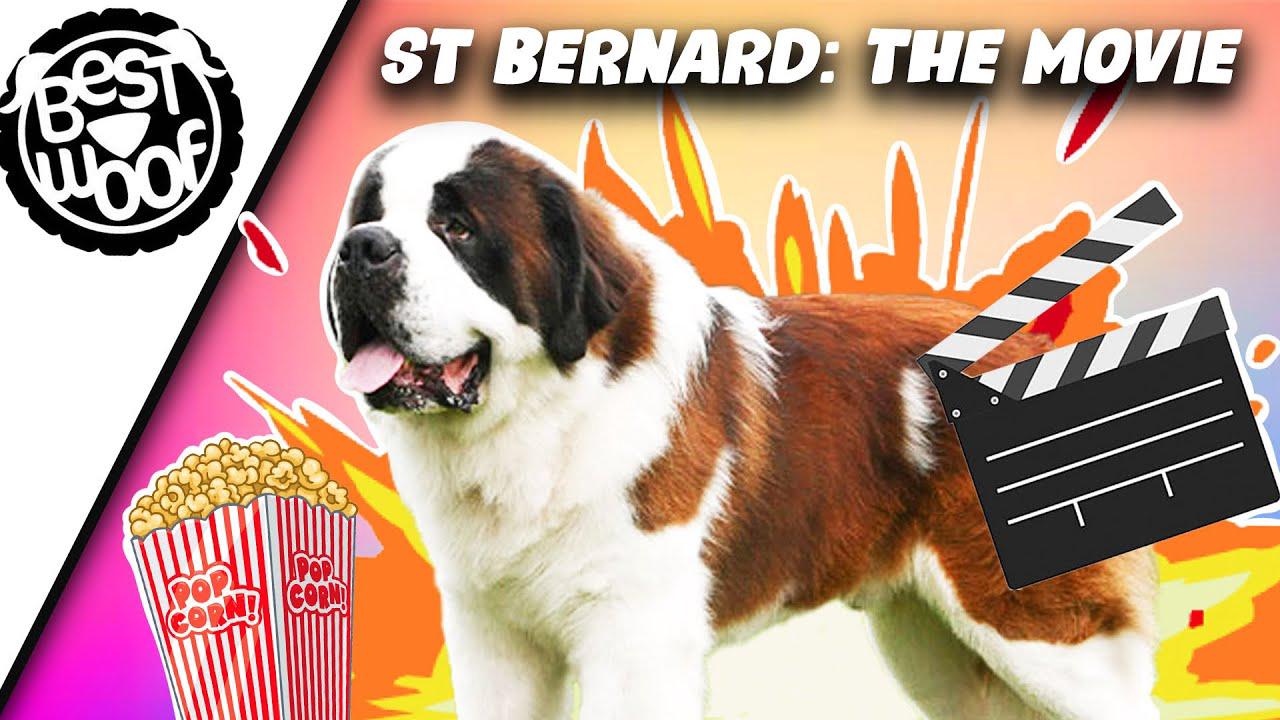 'Video thumbnail for St Bernard Epic Dog Movie & Film trailer | Saint Bernard Puppy Growing up | BestWoof'