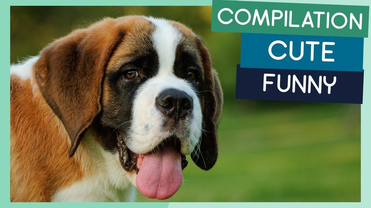 'Video thumbnail for Saint Bernard Compilation: Cute Puppies, Funny Dogs & Tricks'