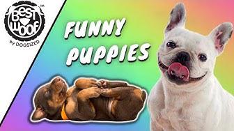 'Video thumbnail for Cute and Funny Puppies | BestWoof'