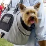 dog travel products