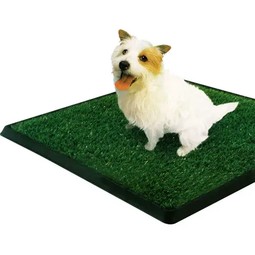How to Choose an Indoor Dog Potty?