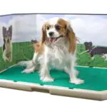 Dog Clean Up & Indoor Dog Potty Dogsized