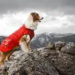 Hurtta Pet Collection Winter Jacket, Red
