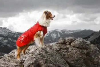 When Should Your Dog Wear Winter Dog Coats? Dogsized