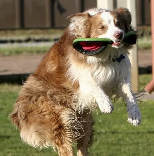 A Dog Frisbee Your Pooch Will Love!