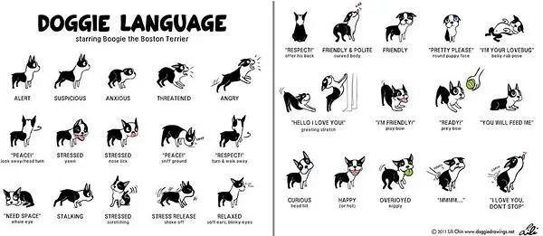 How to Read Dog Body Language Dogsized