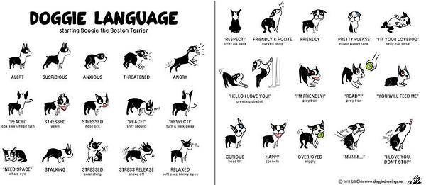 How to Read Dog Body Language