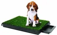 Indoor Dog Potty - when it's inconvenient to &quot;go&quot; outside Dogsized