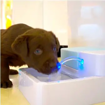 Pet fountain: the latest in design and clean water Dogsized