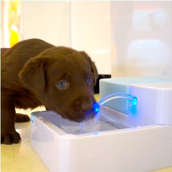 Pet Fountain