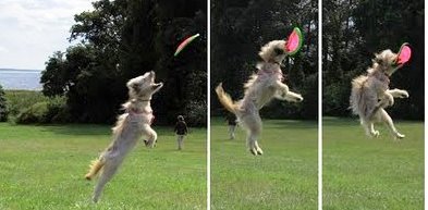 Dog Frisbee