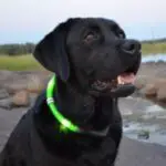Glowdoggie LED-Hundehalsband