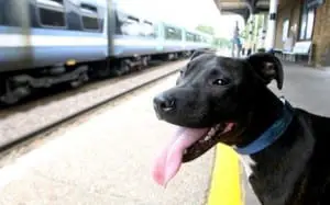 Dogs on Amtrak - let's change the rules! Dogsized
